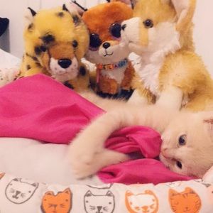 Meet your Posher, Lia